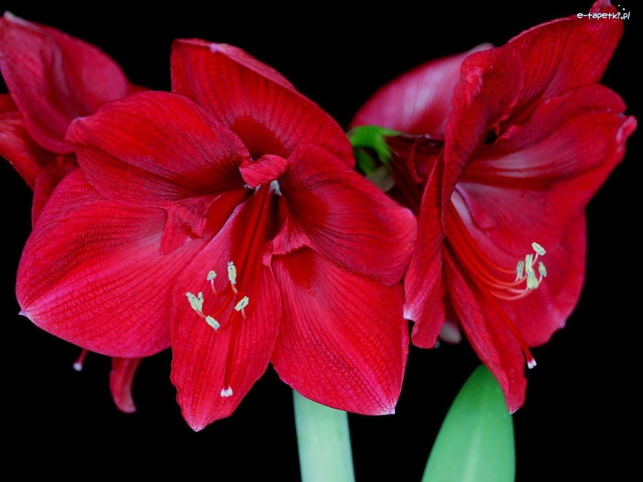 červená amaryllis skládačky online