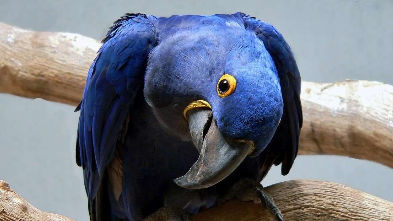 blå papegoja pussel på nätet