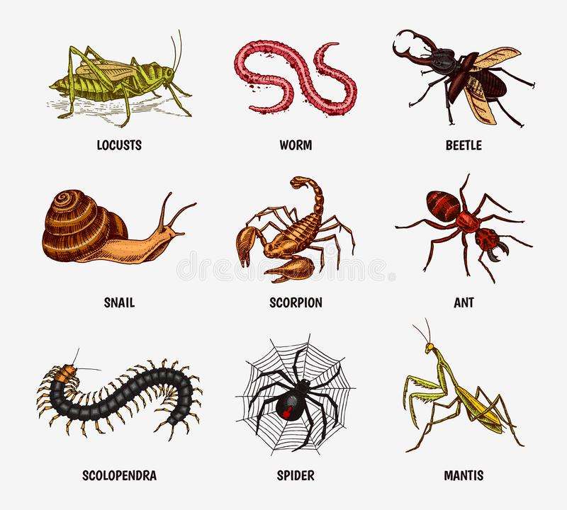 Насекомые насекомые онлайн-пазл