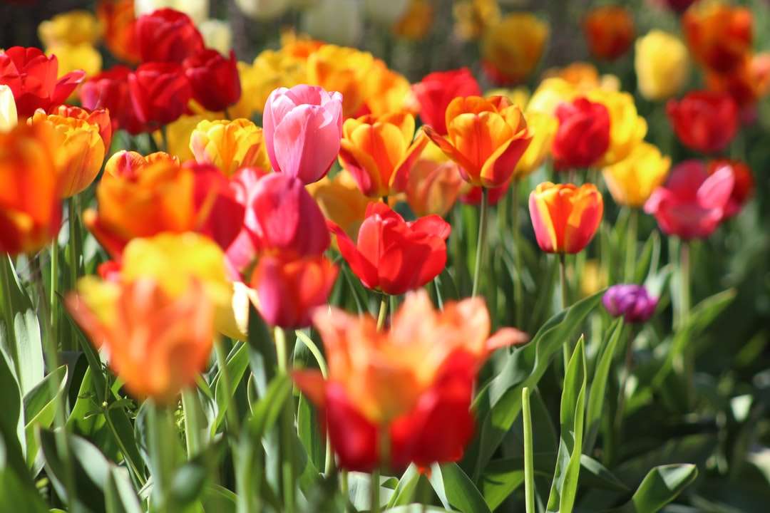 válogatott virágok a makró felvételkészítés során napközben kirakós online