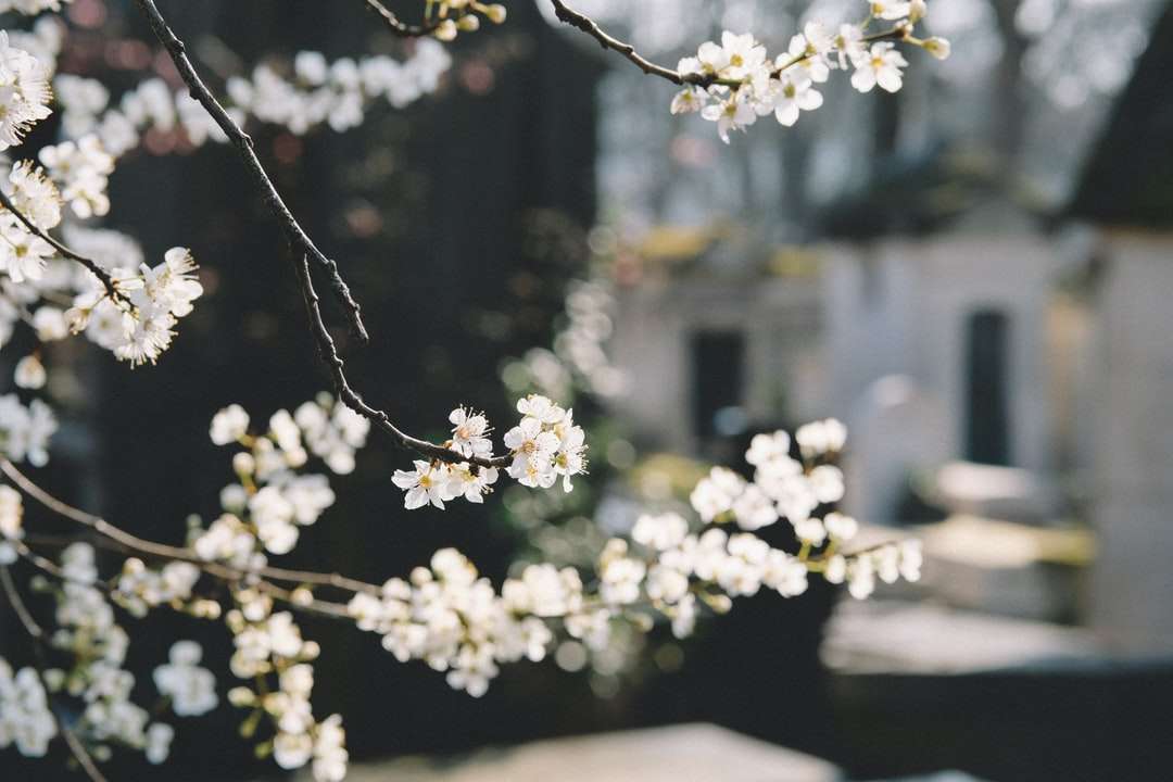 makró lövés fényképezés fehér virágok online puzzle