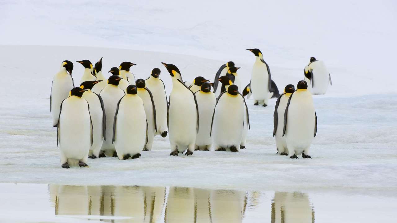 Pingviner Pussel online