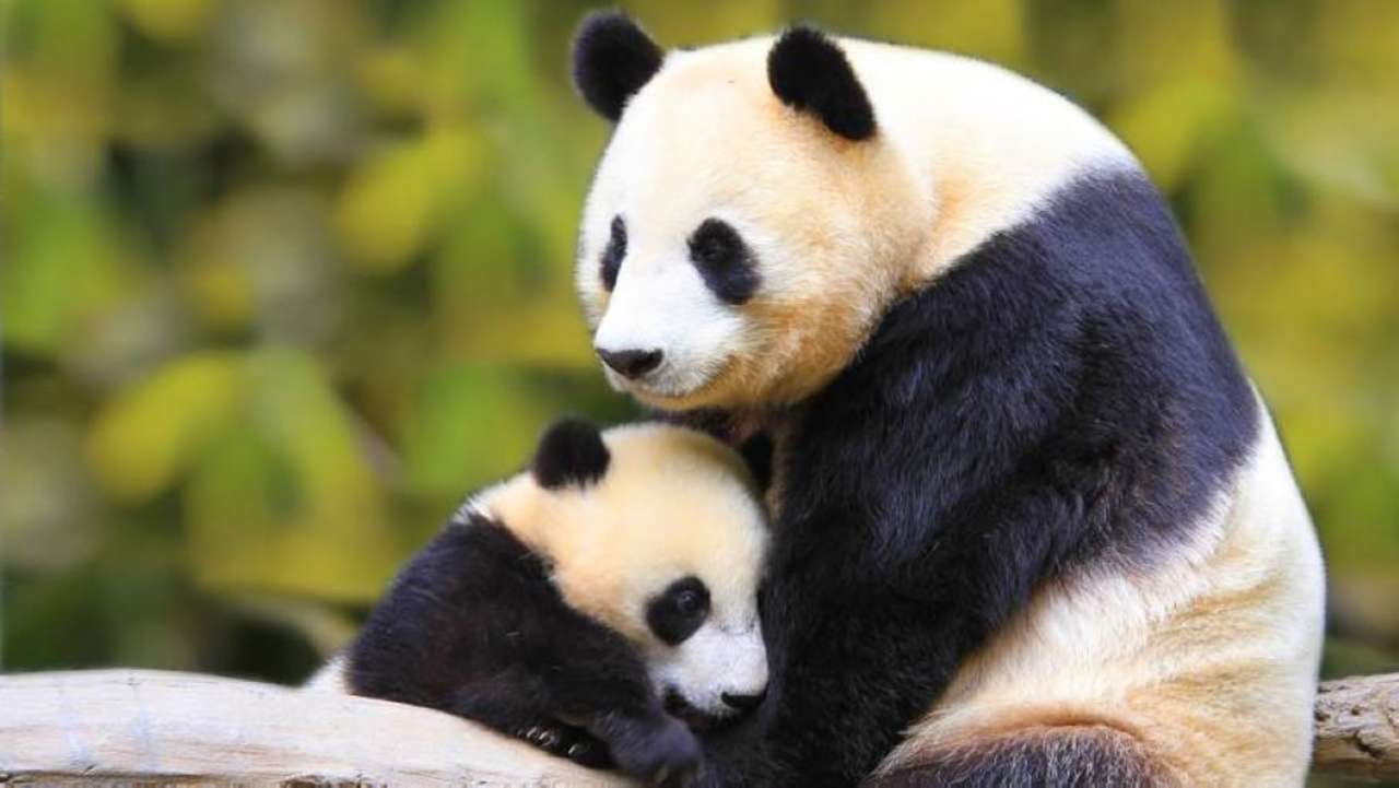 Velká panda skládačky online