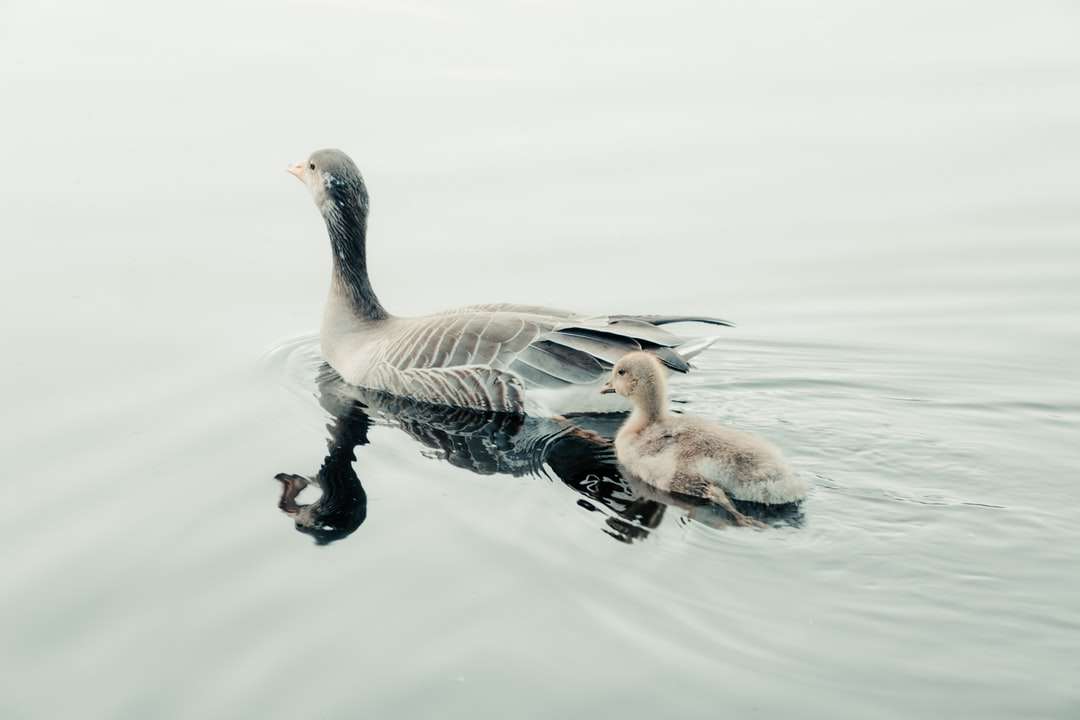 braune Ente auf dem Wasser während des Tages Online-Puzzle