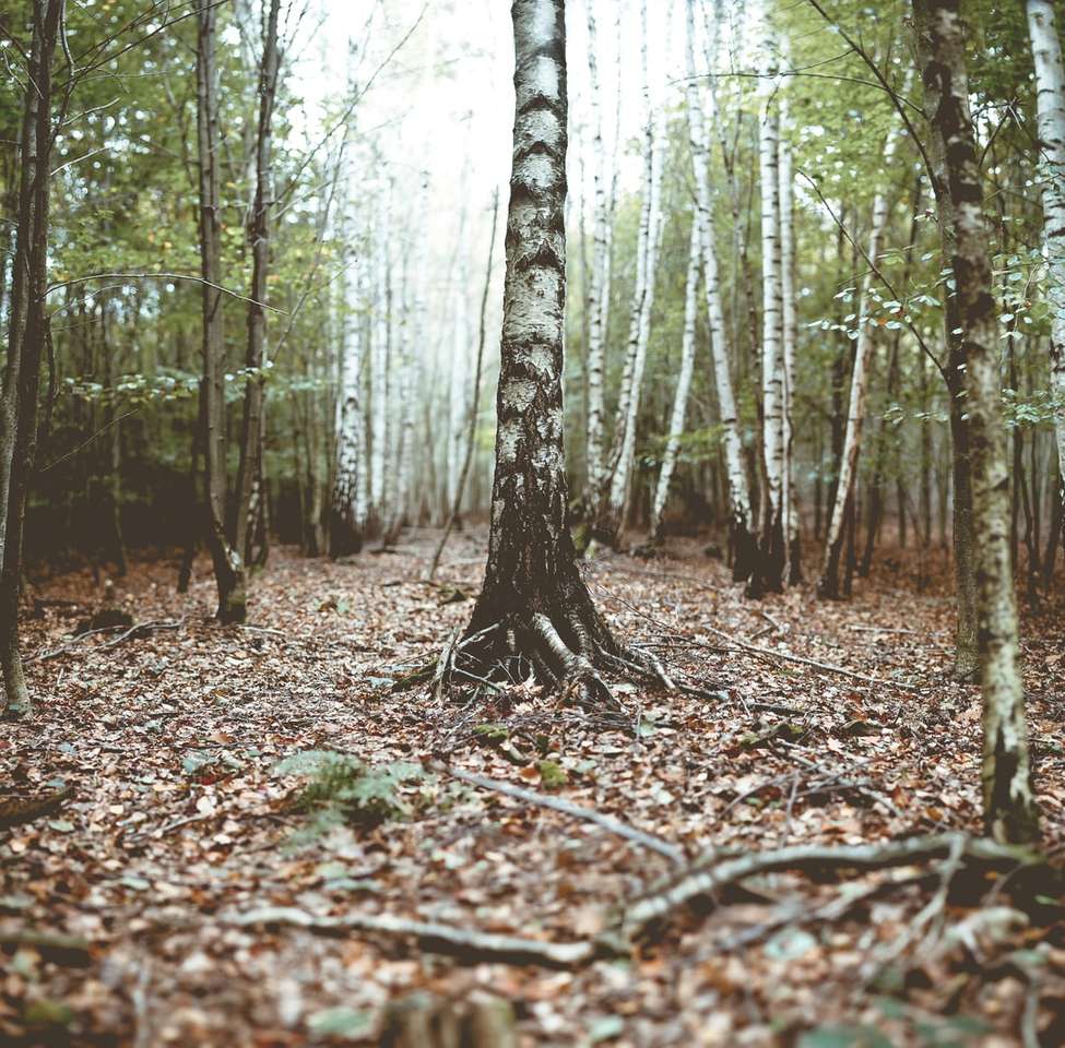 foto de troncos de árvore quebra-cabeças online