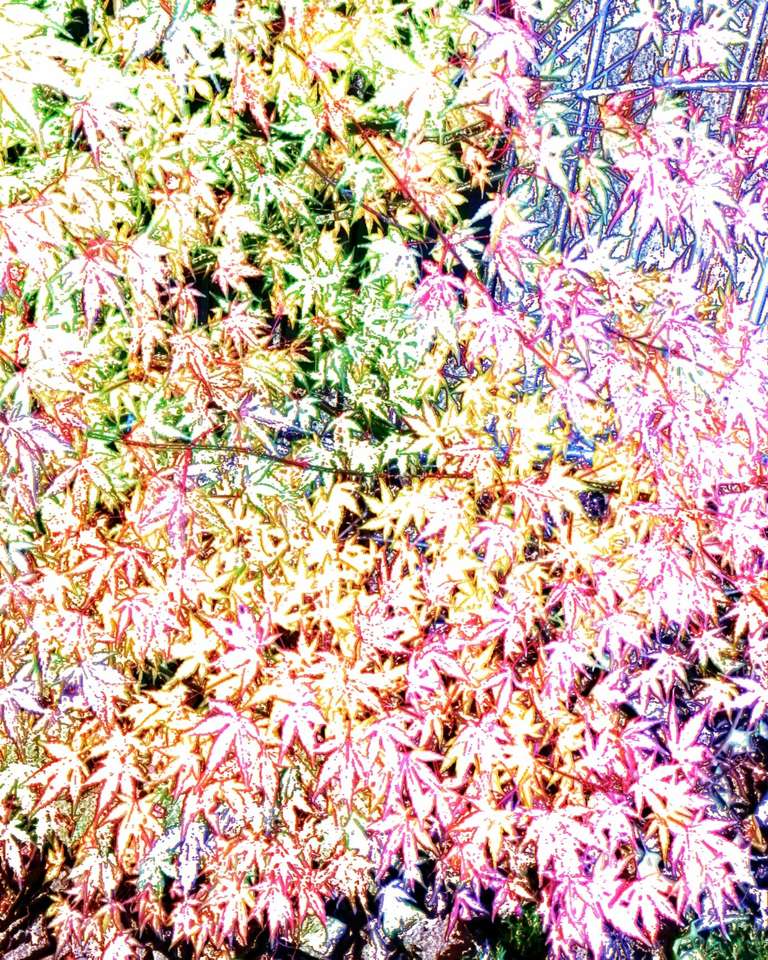 Färgglada buske Pussel online