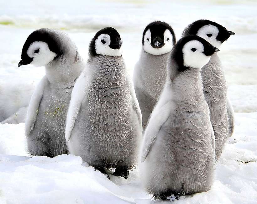 Pinguini puzzle online
