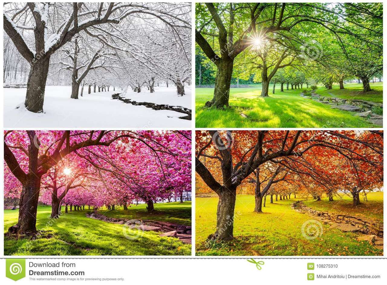 Bäume in den Jahreszeiten Online-Puzzle
