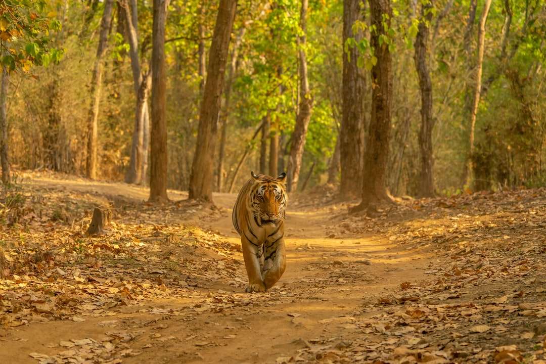 bruine tijger op bruine grond overdag online puzzel