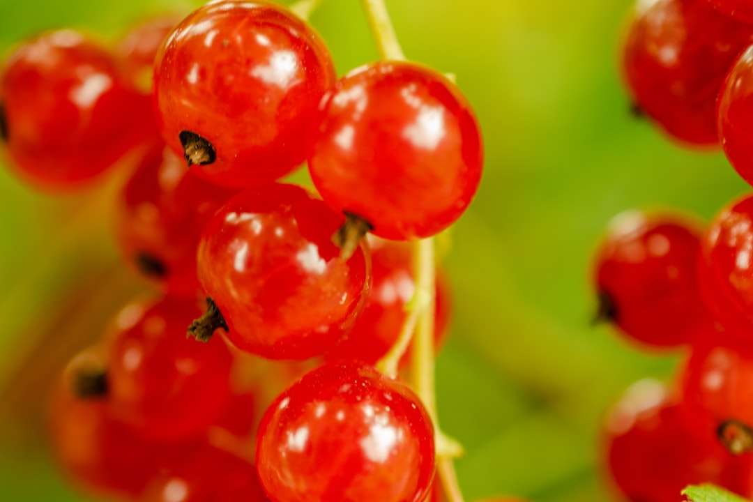 frutas redondas vermelhas em lentes tilt shift quebra-cabeças online