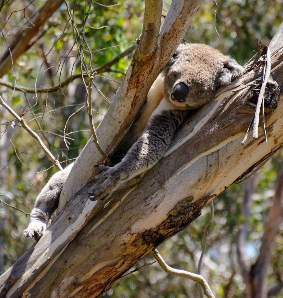 grå koala på träd Pussel online