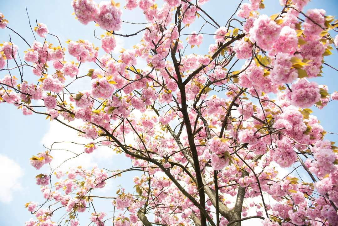 rosa körsbärsblomsträd Pussel online