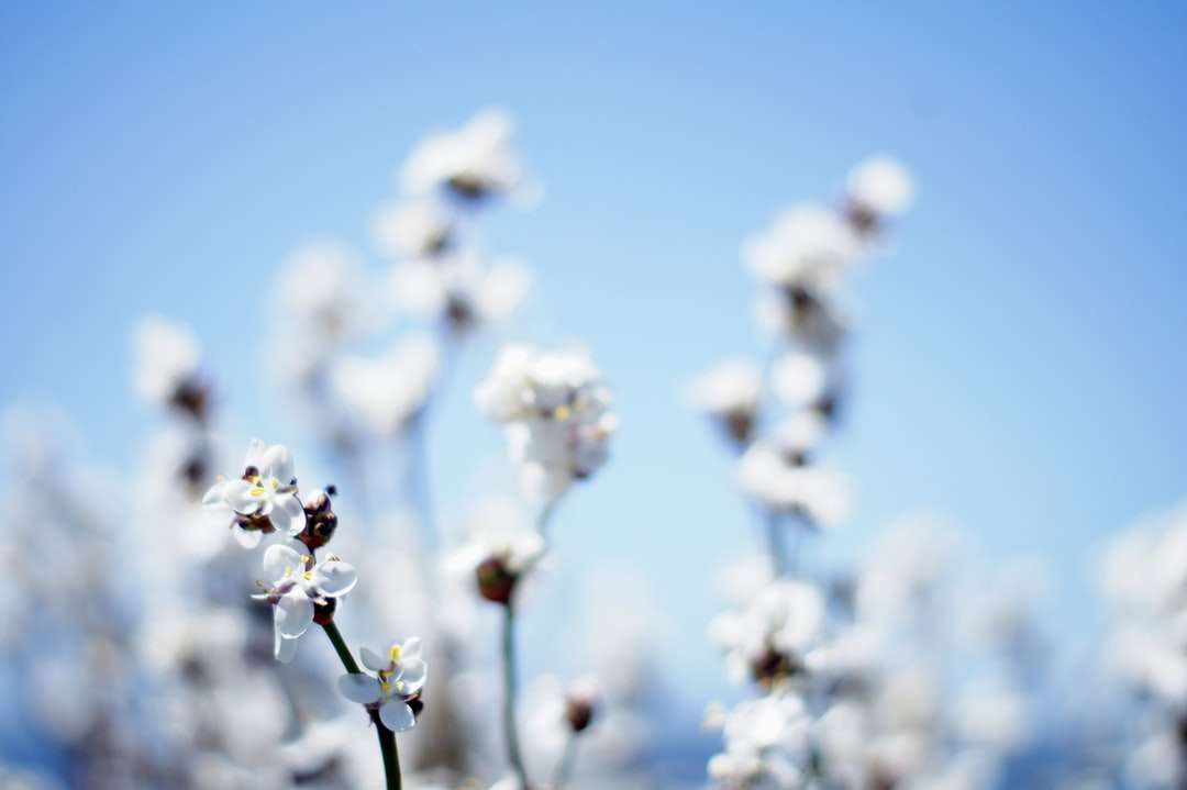фотография с плитко фокусиране на цвете онлайн пъзел