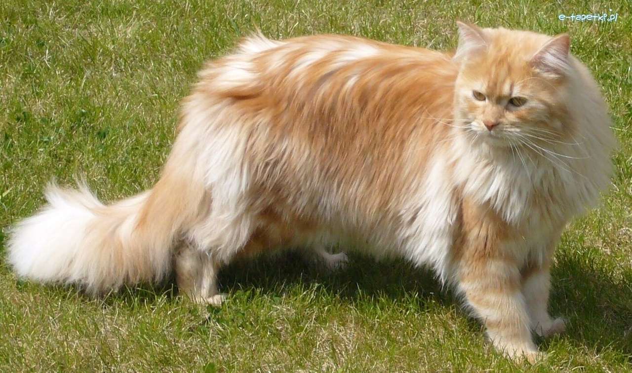Sibiřská kočka skládačky online