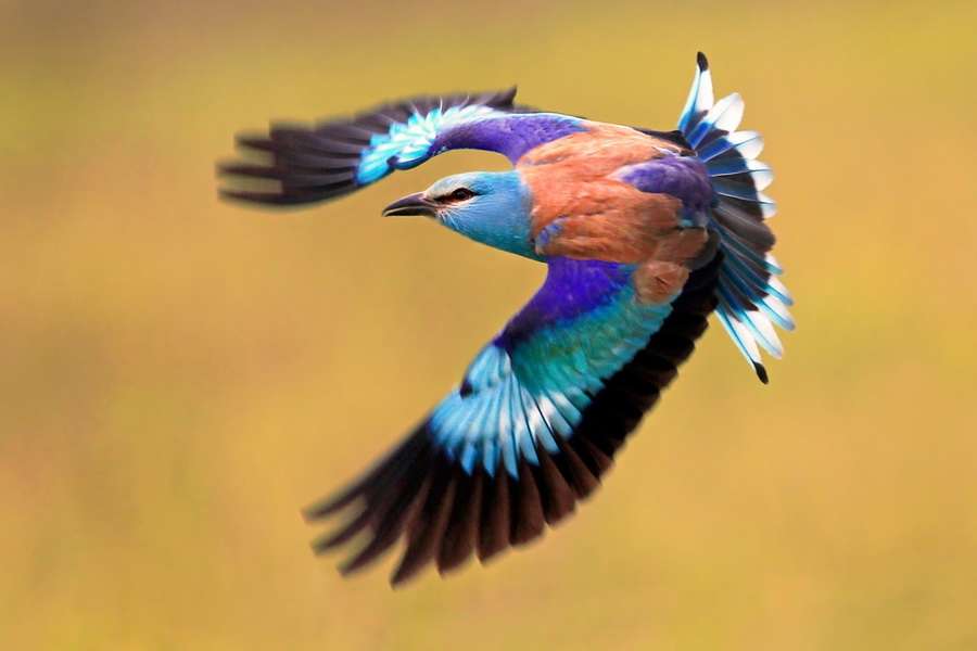 exotische vogel legpuzzel online