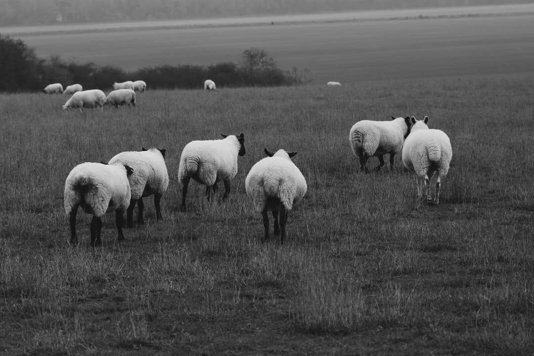 Photo en niveaux de gris du troupeau de moutons sur terrain en herbe puzzle en ligne