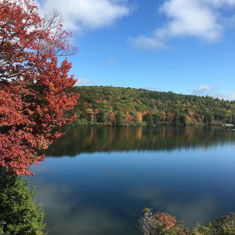 árvores verdes e vermelhas ao lado do lago sob o céu azul puzzle online