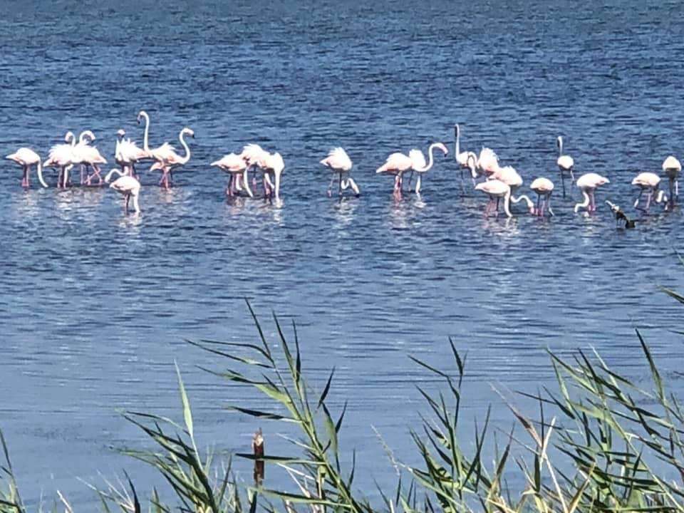 flamingo's Lesina Foggia Italië legpuzzel online
