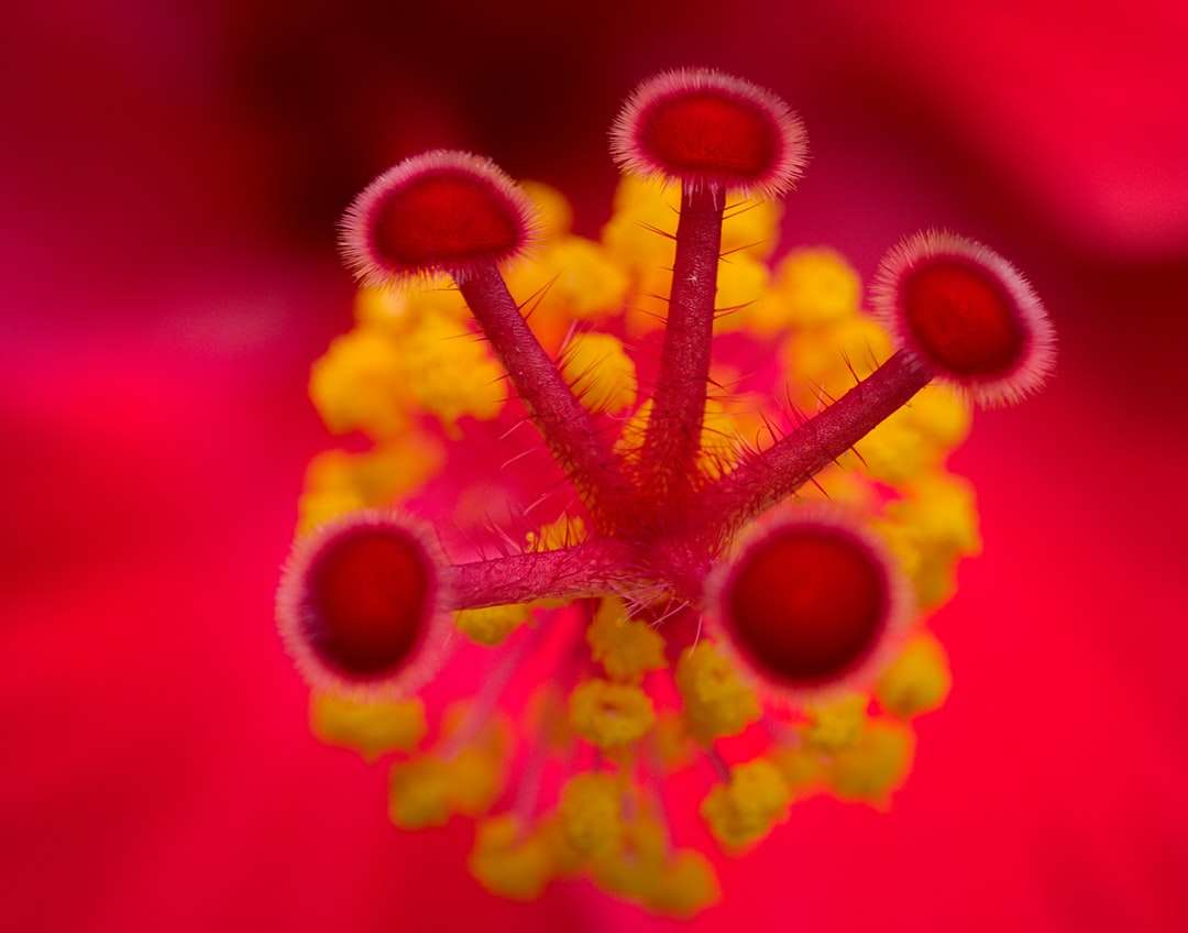 röd och gul blomma i makrofotografering pussel på nätet