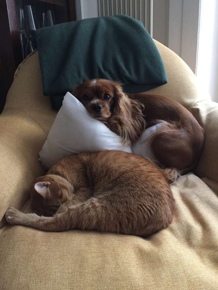 kutya és macska kirakós online