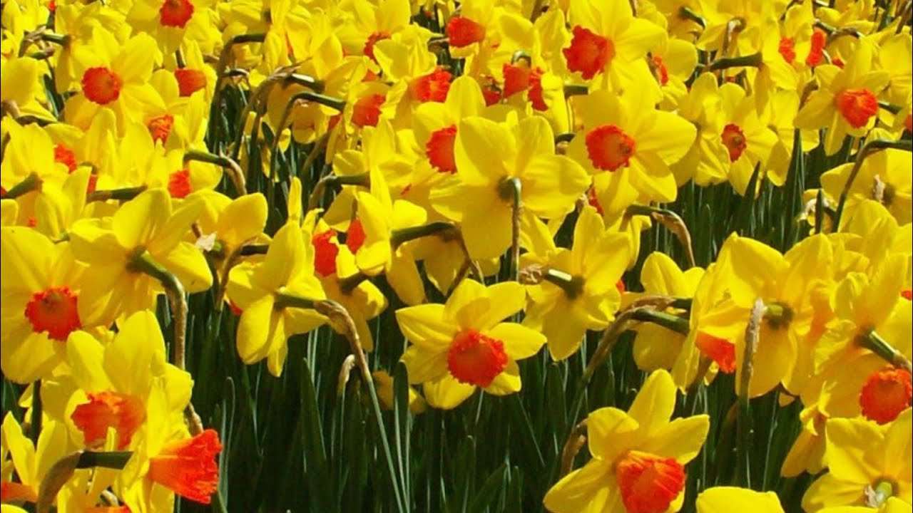 Narcissen bloemen online puzzel