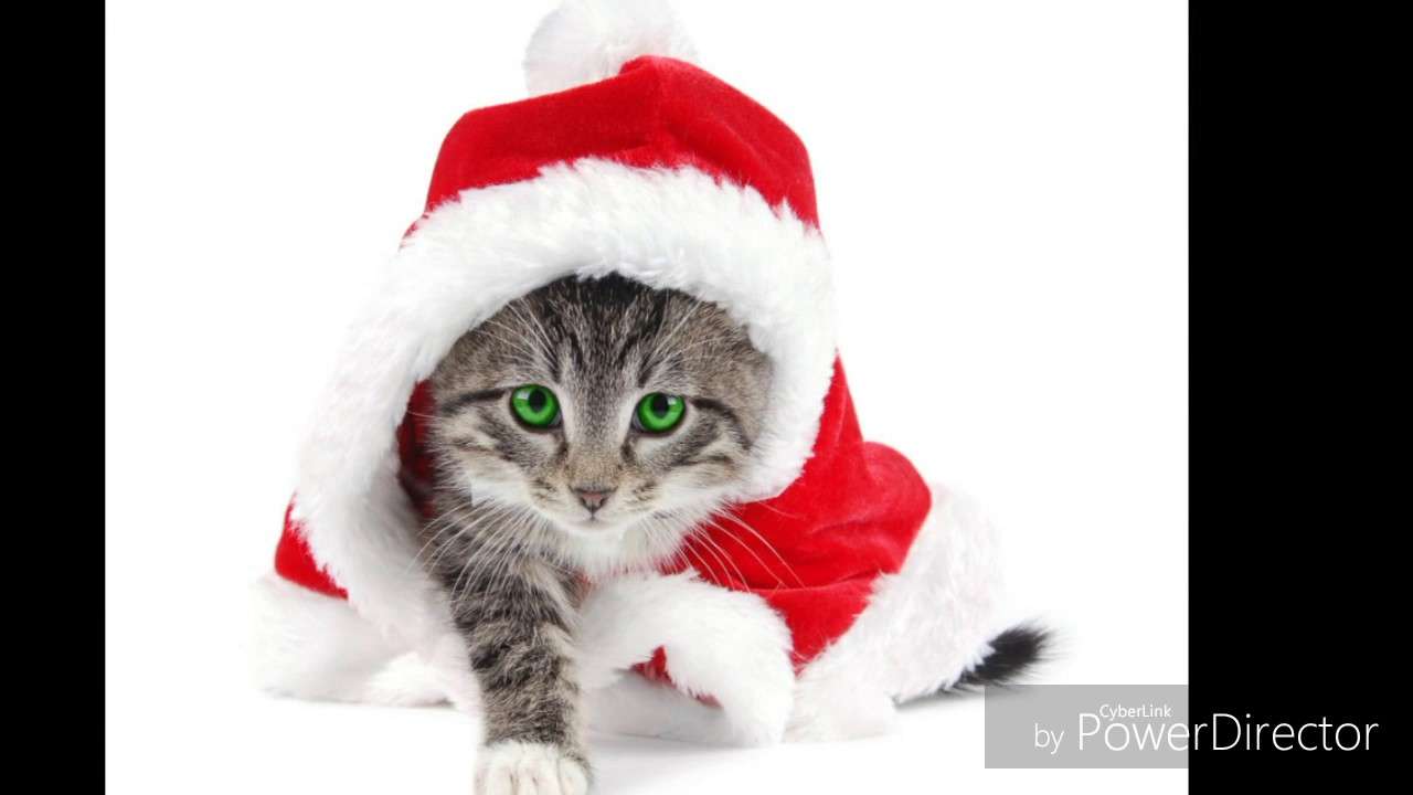 Коледна котка онлайн пъзел