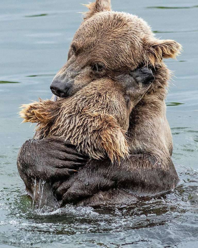 De två björnarna pussel på nätet