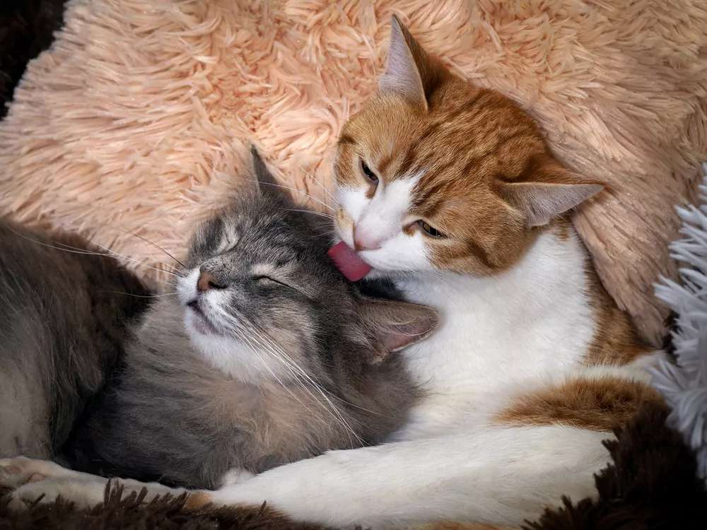 kramar katter pussel på nätet