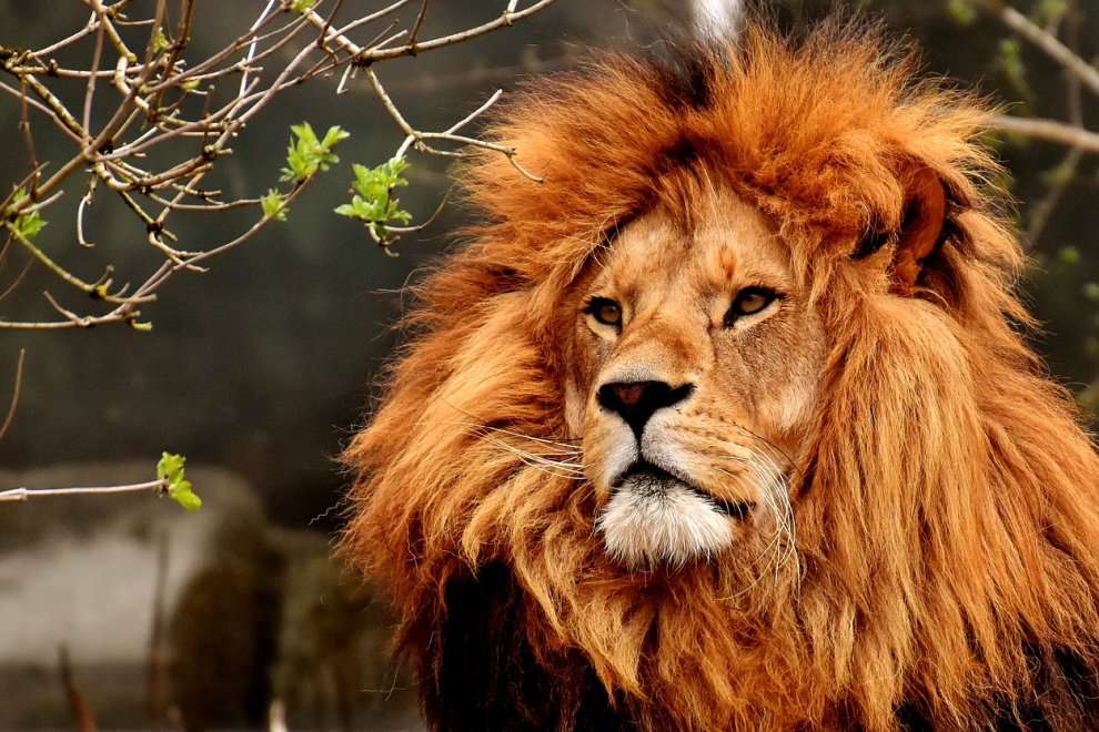 απειλητικό λιοντάρι online παζλ