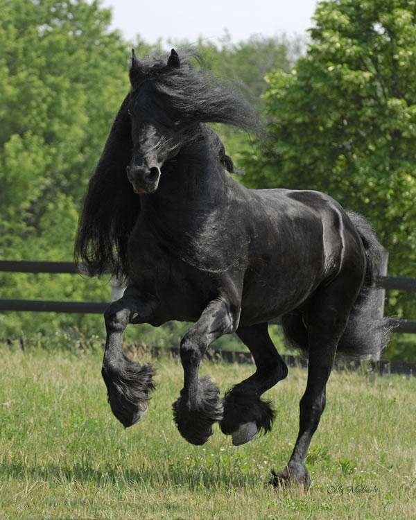 galopul unui cal cu părul lung jigsaw puzzle online