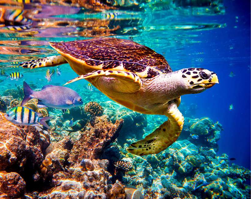 tortuga marina rompecabezas en línea