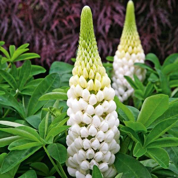 lupine flowers jigsaw puzzle online