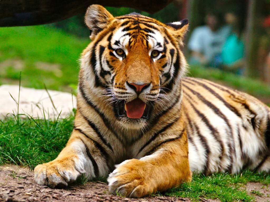 sibiřský tigr skládačky online