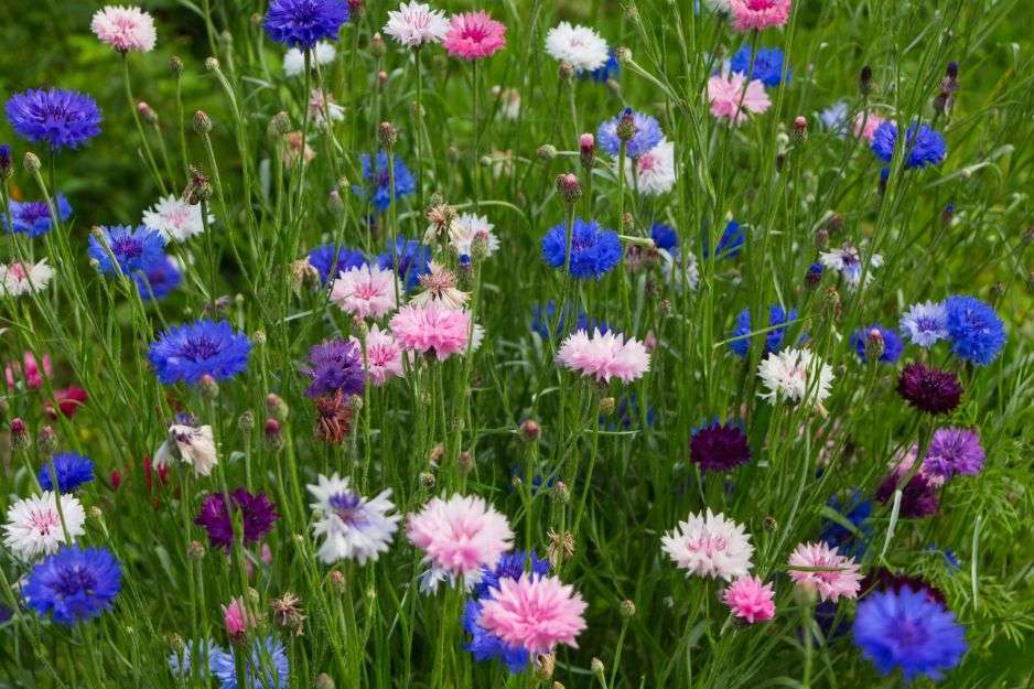 flores coloridas no prado puzzle online