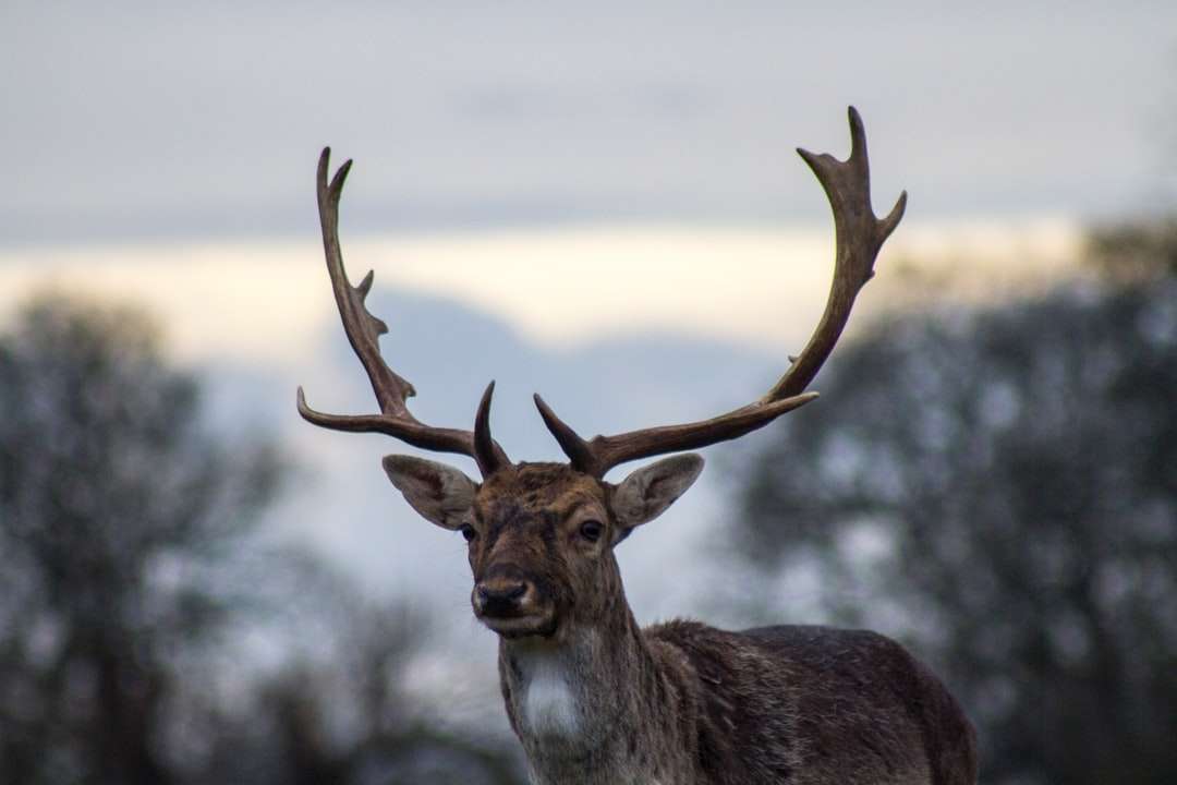stínová hloubka ostrosti fotografie jelenů skládačky online
