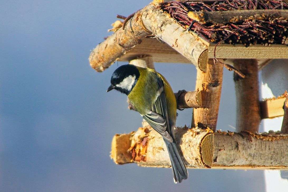 Fåglar på vintern Pussel online