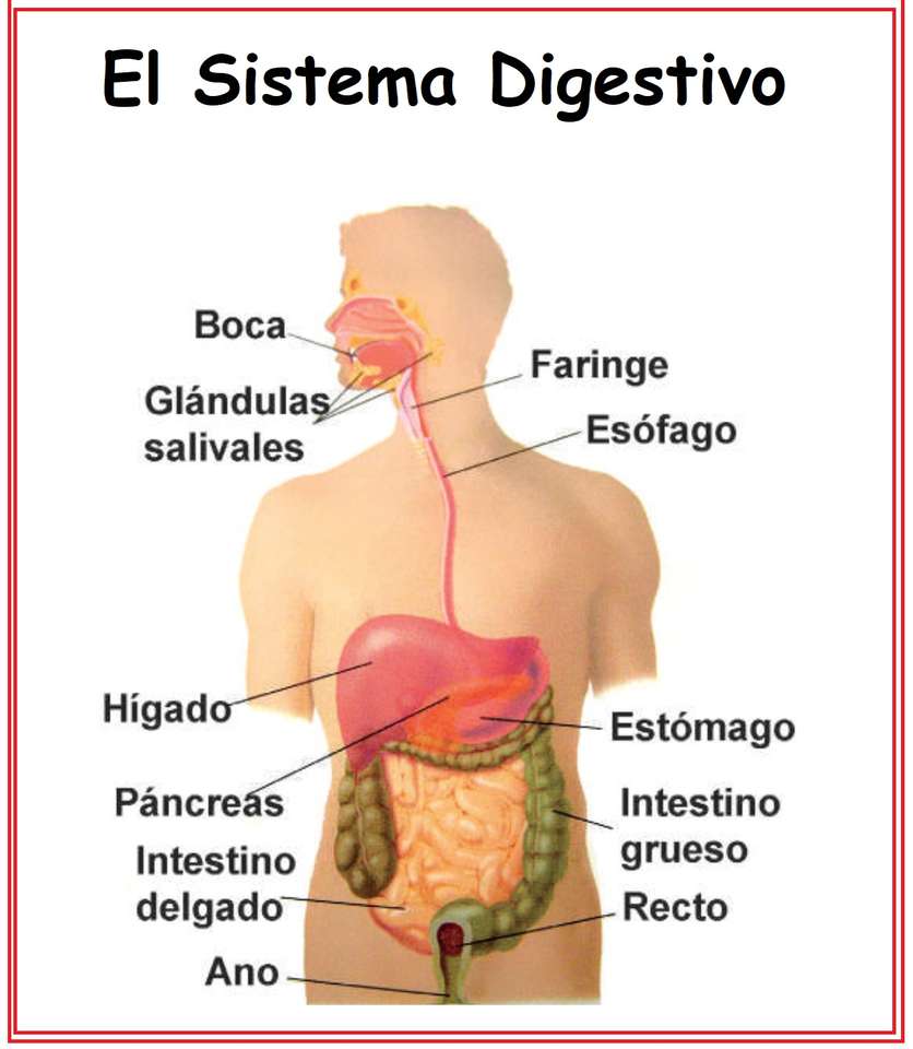 O sistema digestivo puzzle online