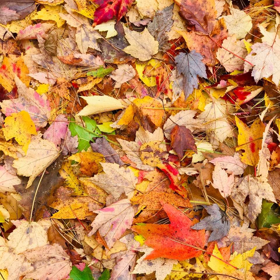 коричневые и красные кленовые листья на земле пазл онлайн
