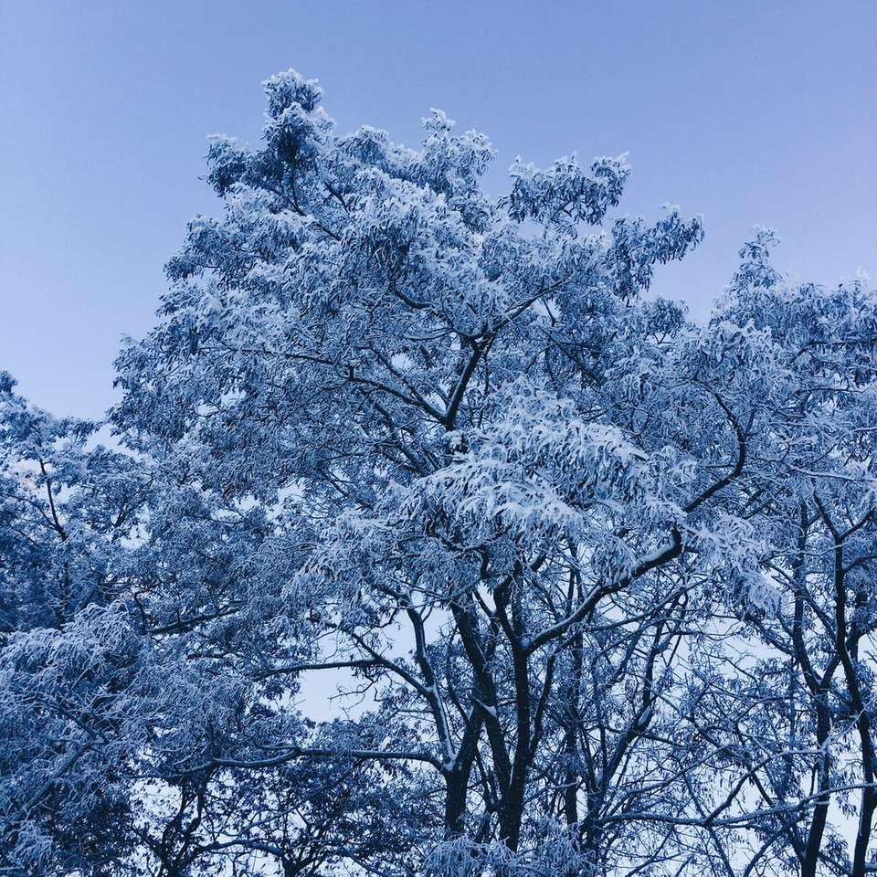 bílý třešňový květ strom pod modrou oblohou během dne skládačky online