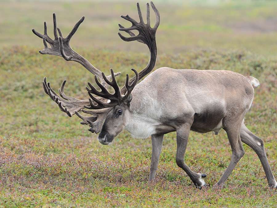 tundra reindeer jigsaw puzzle online