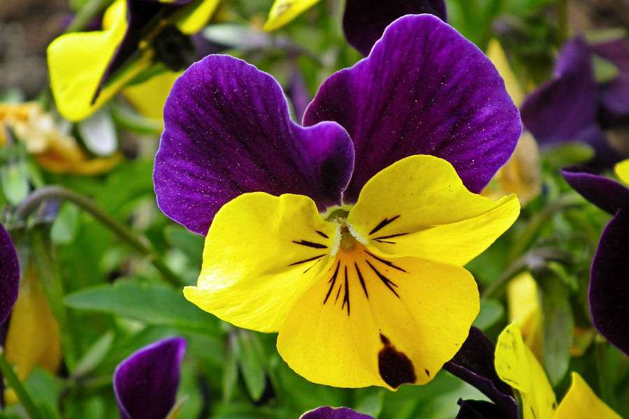 kleurrijk viooltje legpuzzel online