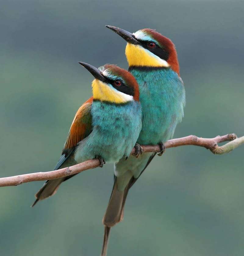 färgglada fåglar på en kvist pussel på nätet