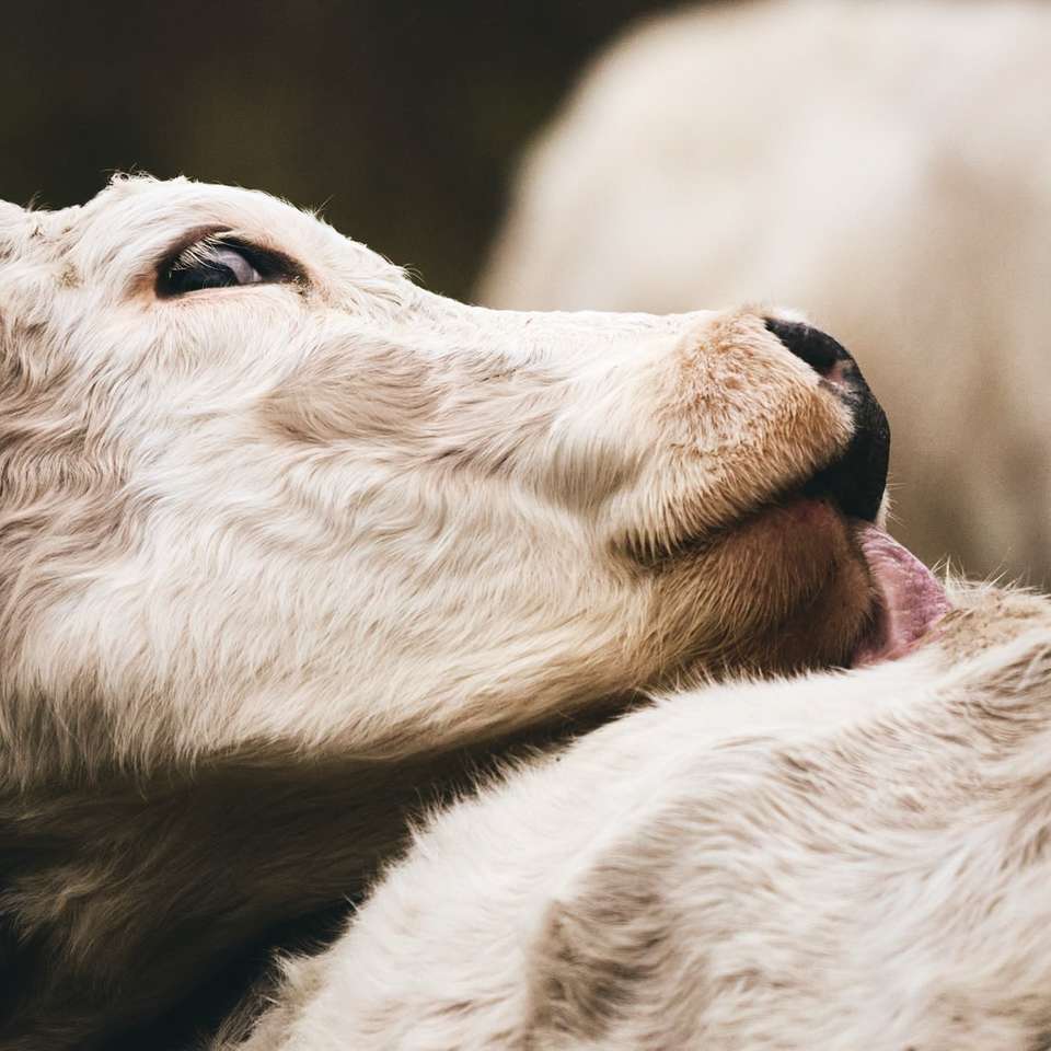 λευκά πρόβατα με καστανά μάτια online παζλ