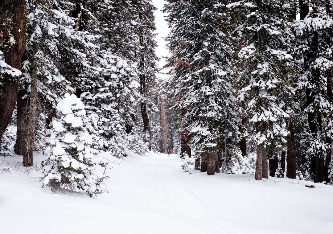 stromy pokryté sněhem skládačky online