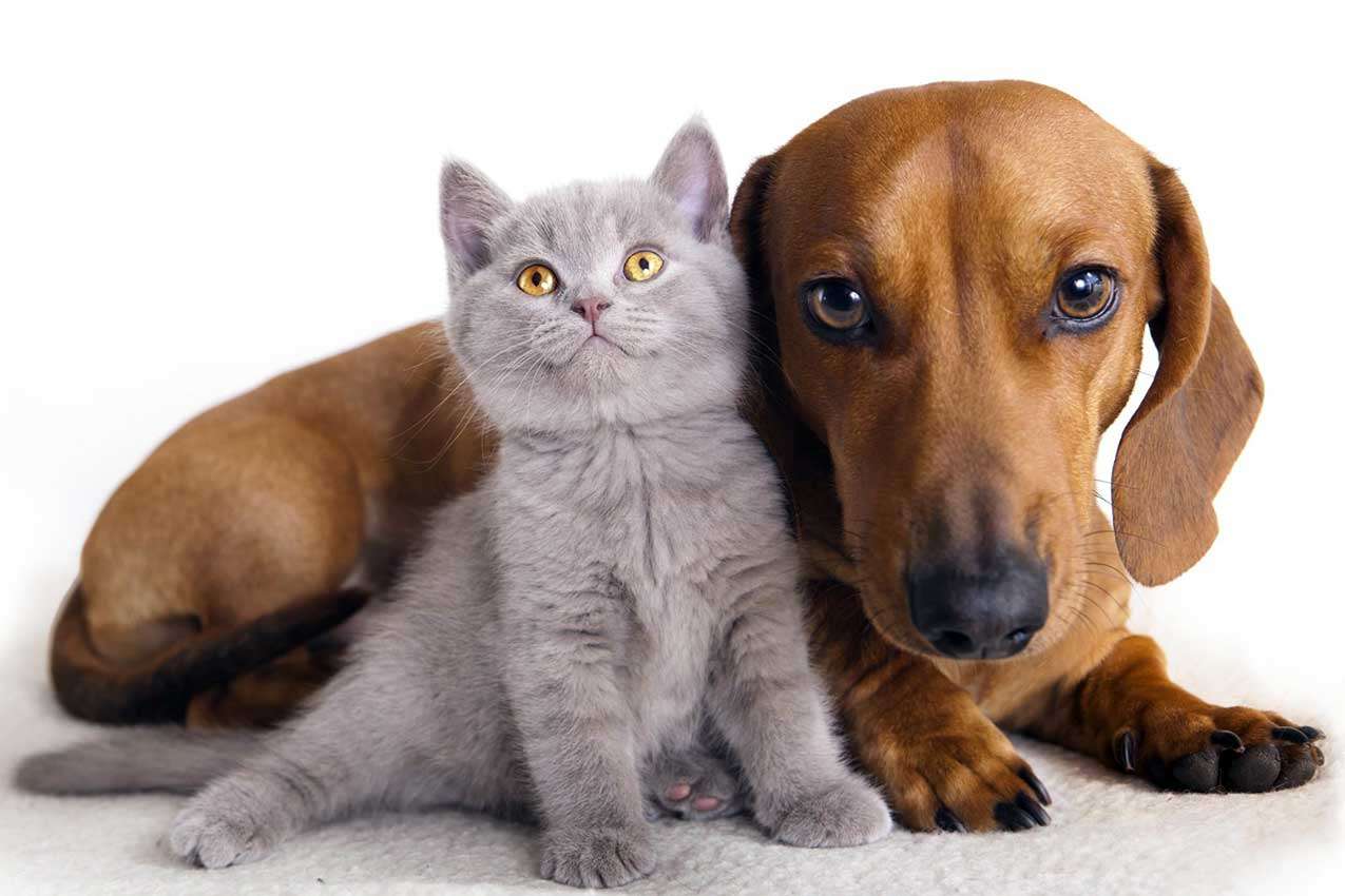 kutya és macska kirakós online