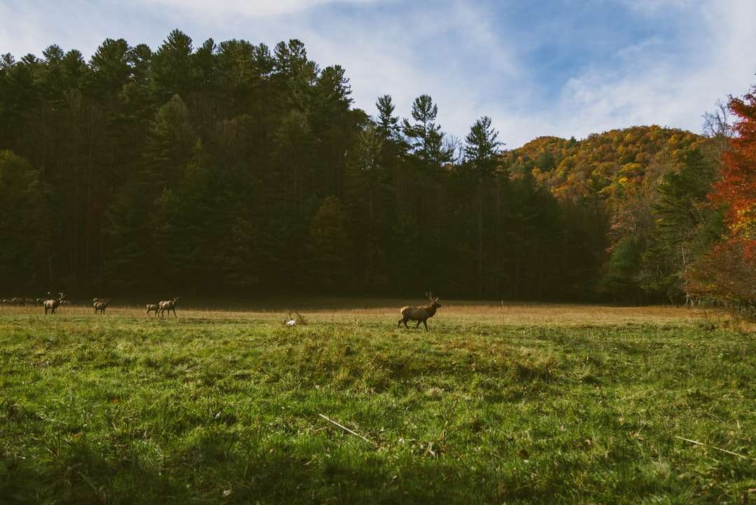 ciervos caminando por el campo de hierba rompecabezas en línea