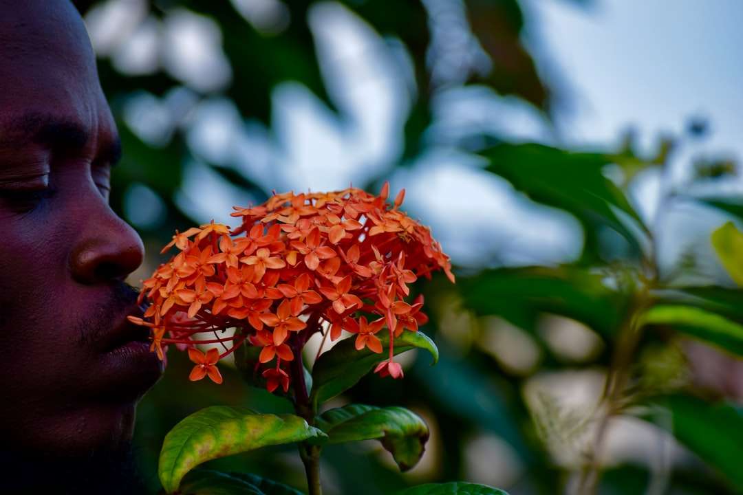 muž čichání oranžový květ okvětní během dne skládačky online