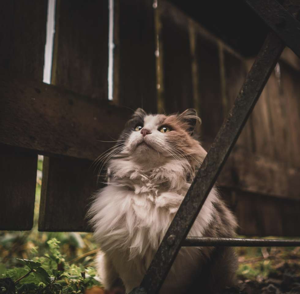 långpälsad vit och brun katt pussel på nätet