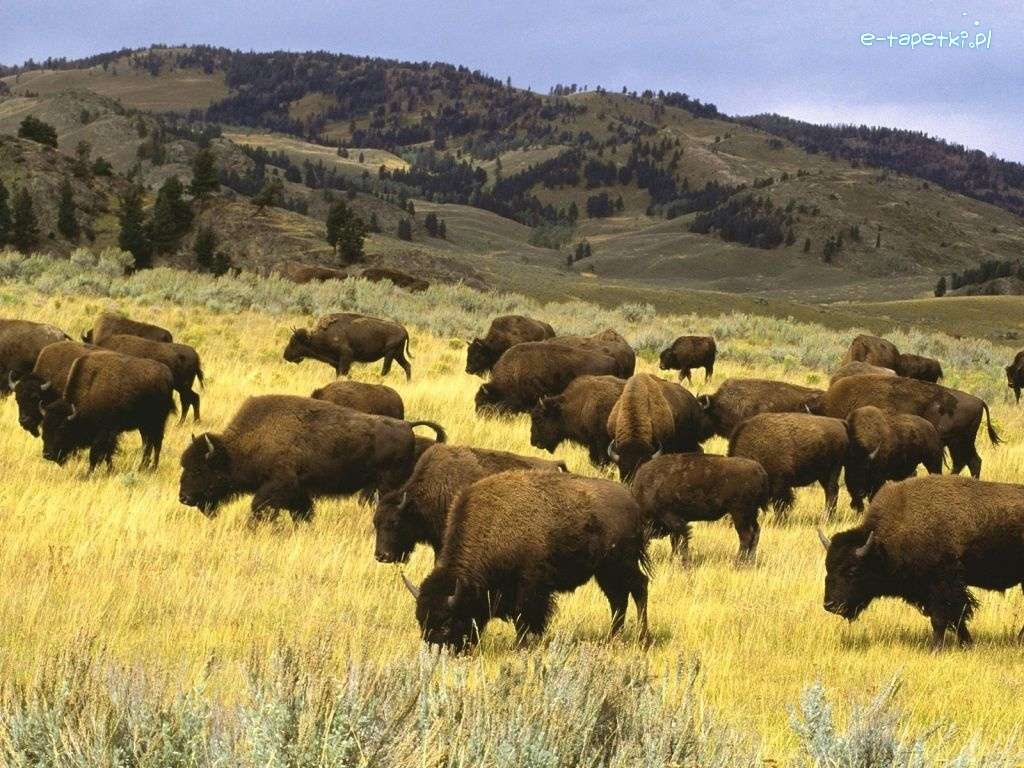troupeau de bisons puzzle en ligne