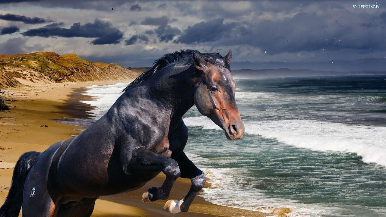 kůň na pláži skládačky online